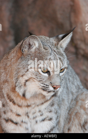 Captive Bobcat. Lynx rufus. Arizona Sonora Desert Museum, Arizona Foto Stock