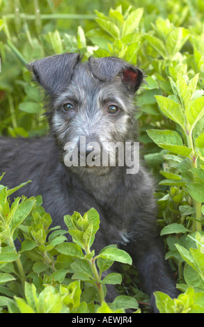 Deerhound Puppy sdraiato in fogliame Foto Stock