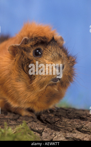 In rosette cavia Foto Stock