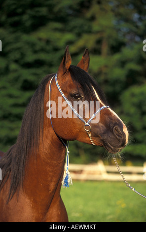 Cavallo Arabo con collare di testa in piedi su un paddock summerlike Foto Stock