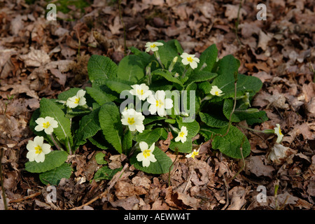 Comune di fiori di primula Primula vulgaris England Regno Unito Foto Stock