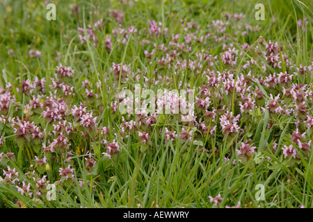 Red dead ortiche in fiore (Lamium purpureum), Francia Foto Stock