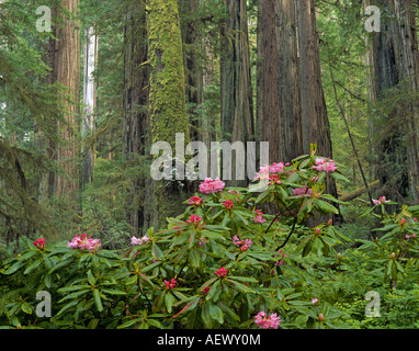 Rododendri crescere tra i giganteschi alberi di sequoia Redwoods nel parco nazionale nel nord della California Foto Stock