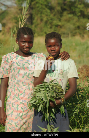 Giovani donne raccolta di foglie di manioca e mangiare i manghi in Cobue. Lago Niassa, Mozambico, Africa Foto Stock