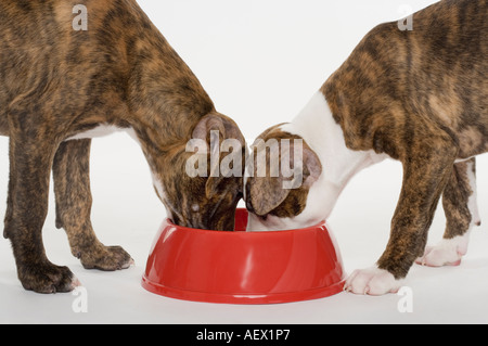 Due Pitbull cuccioli di mangiare fuori di un piatto Foto Stock