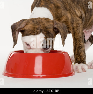 Cucciolo di pitbull mangiare fuori di piatto Foto Stock