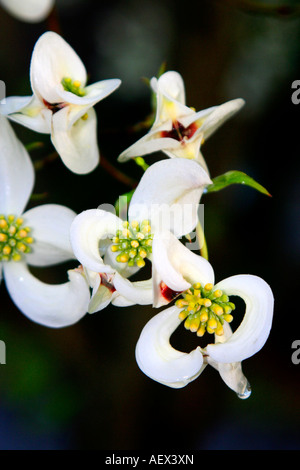 Albero di corniolo fiori pronti a sbocciare Foto Stock