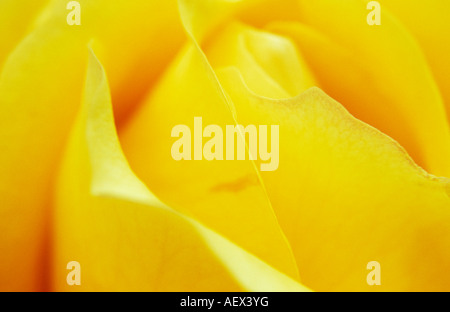 In prossimità della parte del ricco giallo flowerhead di ibrido rosa tea o Rosa oro olandese Foto Stock