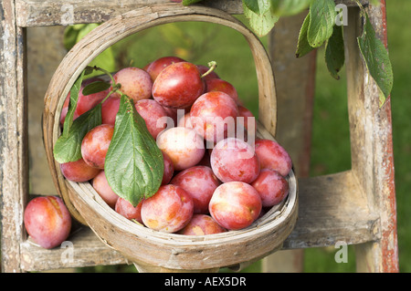 Country garden con Trug piena di appena raccolto Victoria Prugne Inghilterra Agosto Foto Stock