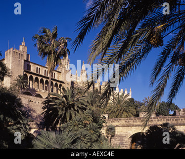 Spagna Maiorca kathedral palme Foto Stock