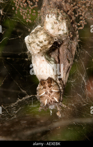 Orb web spider Cyrtophora citricola custodisce una stringa di uovo sacs con tratteggio spiderlings Camerun Foto Stock