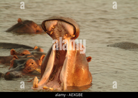 Hippo sbadigli nel sud Luangwa National Park. Zambia, Africa Foto Stock