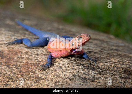 Rock Agama Agama AGAMA SA maschio nel colore di allevamento Masai Mara Kenya Foto Stock