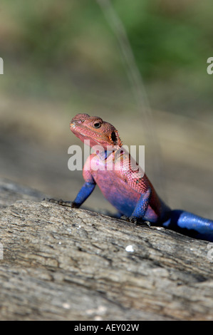 Rock Agama Agama AGAMA SA maschio nel colore di allevamento Masai Mara Kenya Foto Stock