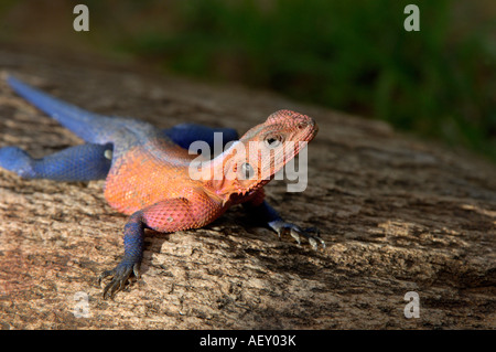 Rock Agama Agama AGAMA SA maschio nella riproduzione dei colori Masai Mara Kenya Foto Stock