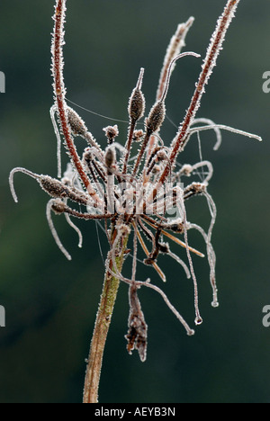 I resti di un fiore da un Azaleodendron, smerigliato Foto Stock