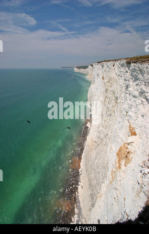 Sette Sorelle scogliere di gesso con Jackdaws volare sotto - da Birling Gap Sussex Regno Unito Foto Stock