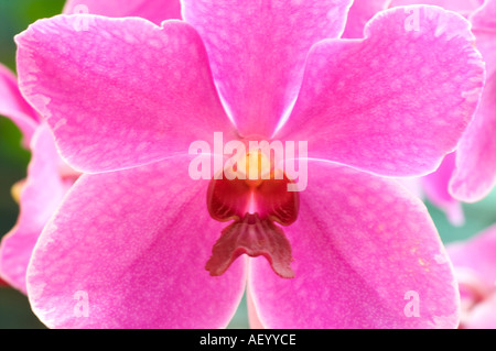 Vanda orchid a Kuala Lumpur in Malesia a sud est asiatico Foto Stock