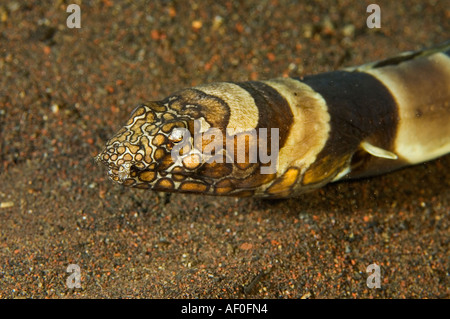 Clown snake anguilla, Ophichthus bonaparti, live sulla sabbia vulcanica di fondo di Bali, Indonesia. Foto Stock