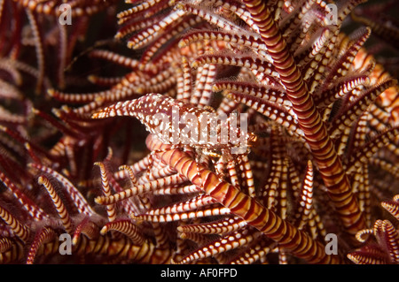 Gamberetti commensali, Periclimenes commensalis, mimetizzazione su una piuma star, Bali Indonesia. Foto Stock