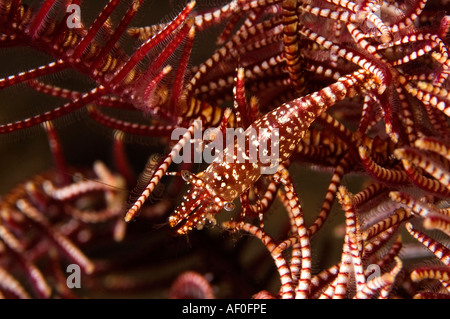 Gamberetti commensali, Periclimenes commensalis, mimetizzazione su una piuma star, Bali Indonesia. Foto Stock