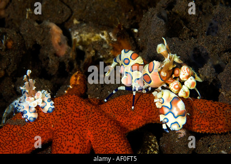 Arlecchino gamberetti, Hymenocera elegans, alimentazione su una stella di mare, Bali Indonesia. Foto Stock
