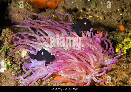 Tre spot damselfishes, Dascyllus trimaculatus, in un anemone, Heteractis crispa, Bali Indonesia. Foto Stock