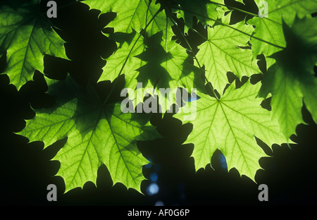 Close up retroilluminato giovane fresco verde primavera foglie di acero in Norvegia o Acer platanoides tree contro uno sfondo scuro Foto Stock