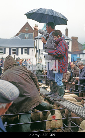 Mercato di ovini, Abergavenny, Gwent, Regno Unito. Foto Stock