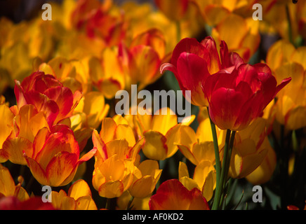Rosso e tulipani gialli Foto Stock