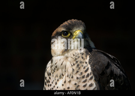 Close up Lanner falcon Falco biarmicus captive bird a livello nazionale Gli uccelli rapaci centro Newent UK LONDON REGNO UNITO Foto Stock