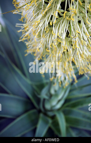 Fioritura Agave cactus da cui tequila è reso Foto Stock