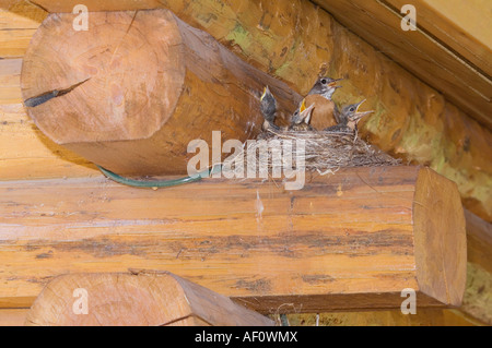 American Robin Turdus migratorius femmina con i giovani sul nido a Log Cabin Glacier National Park Montana STATI UNITI D'AMERICA LUGLIO 2007 Foto Stock