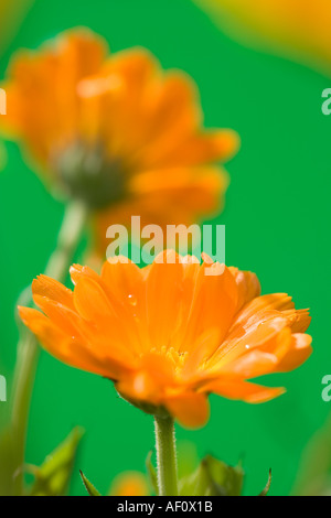 Calendula fiori Foto Stock