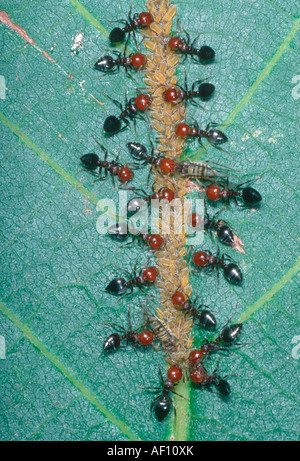 Cocktail formiche, Crematogaster scutellaris. Gruppo di lavoratori su foglia afidi di mungitura Foto Stock