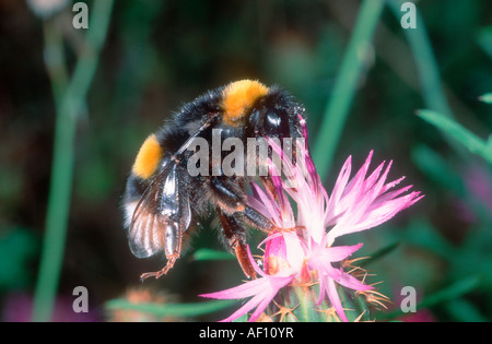 Bumble Bee, Bombus Terrestris. Raccogliere il nettare sul fiore Foto Stock