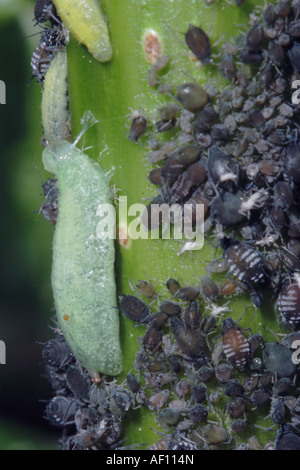 Hoverflies, Famiglia Syrphidae. Alimentazione larve sulla colonia di afide Foto Stock