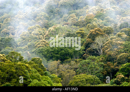 Foresta di del Periyar riserva della tigre, THEKKADY Foto Stock