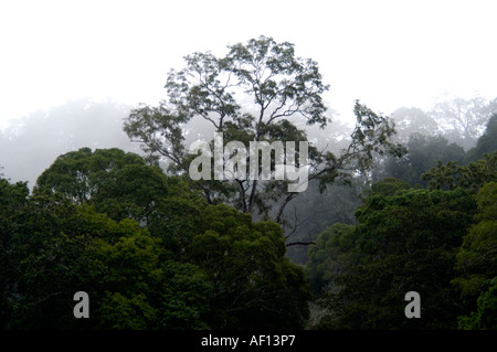 Foresta di del Periyar riserva della tigre, THEKKADY Foto Stock