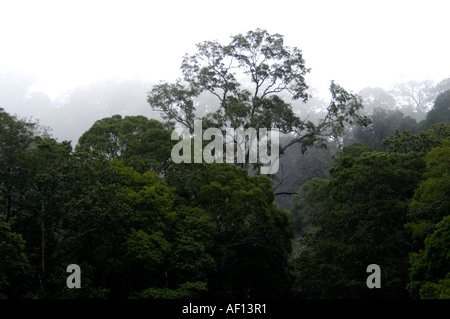 Foresta di del Periyar riserva della tigre, THEKKADY Foto Stock