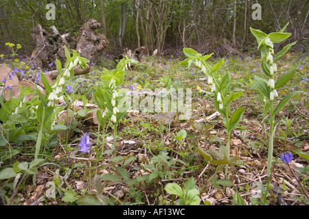 Guarnizione Solomons crescente selvatici in un bosco di Cotswold radura in legno Lineover, vicino Dowdeswell, Gloucestershire Foto Stock