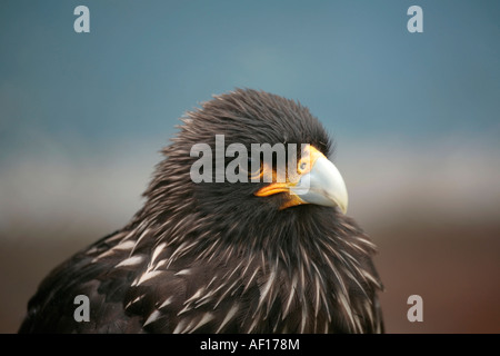 Caracara striata per adulti (Phalcoboenus australis) Foto Stock