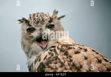Gufo dell'aquila siberiana (Bubo bubo) che fa il contatto dell'occhio e gridando Foto Stock