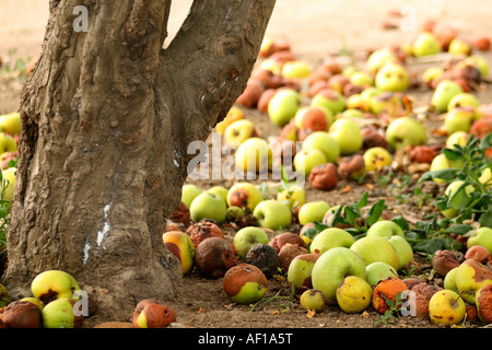 Mele marciume sul terreno da parte della struttura ad albero Foto Stock