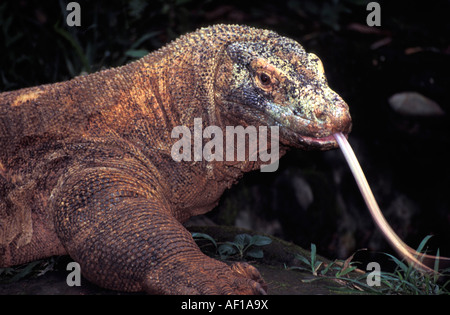Drago di Komodo (Varanus komodoensis), linguetta guizzanti in entrata e in uscita Foto Stock