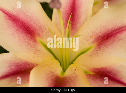 Stargazer Lilly close up Foto Stock