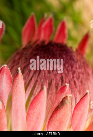 Protea fioritura testa close up Foto Stock