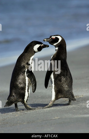 Di corteggiamento tra 2 adulti i pinguini di Magellano sulla spiaggia Foto Stock