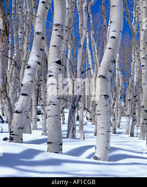 Aspens in inverno, Dixie National Forest, Utah, Stati Uniti d'America Foto Stock