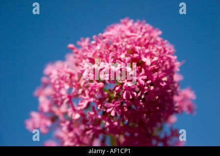 Valeriana,(centranthus ruber) impianto Foto Stock